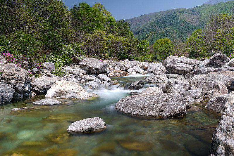 VH522 Rhododendron flowers in Myongji valley and Yongsu waterfall…